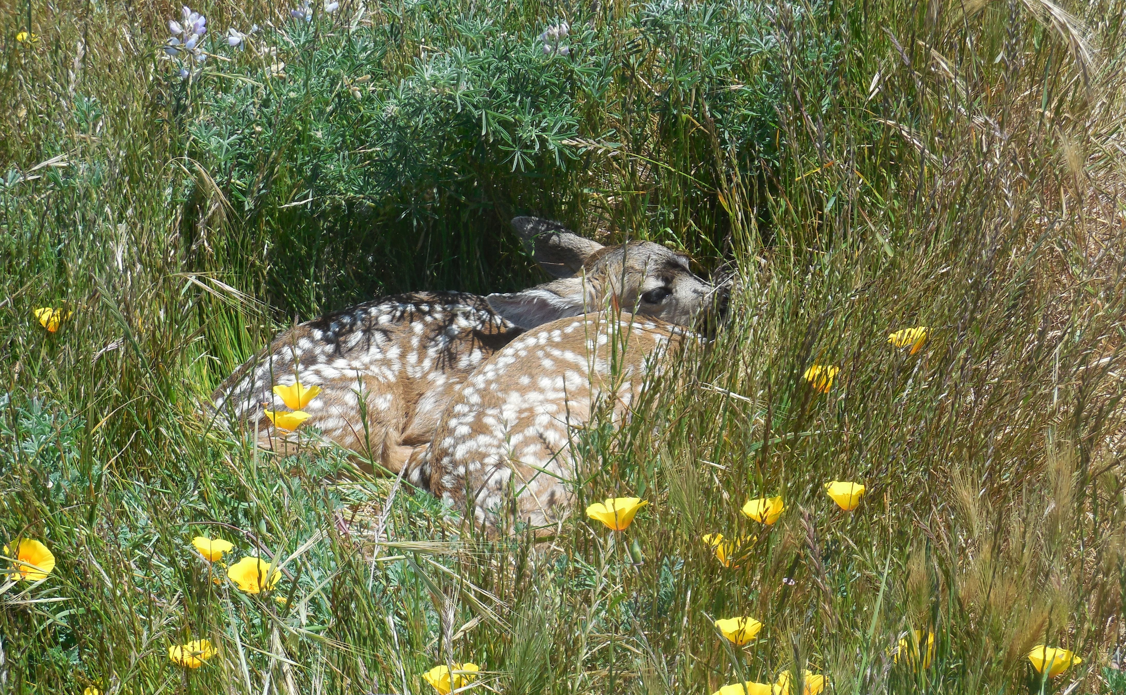 two fawns hiding among wildflowers